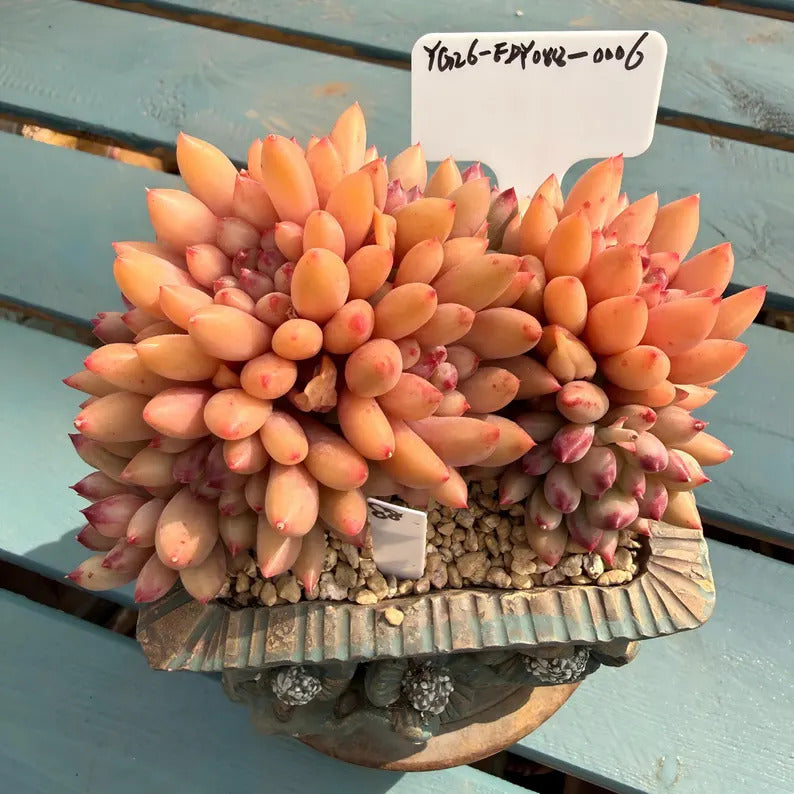 daec1f72-d4eb-4155-a158-43433f4897d0