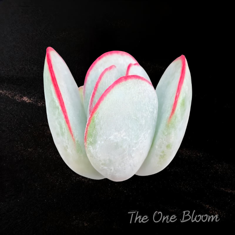 Boutique Rare Succulents/Cotyledon OrbiculataHakubi 1 Head 3"/Imported Live Succulent Plants/Bare Root Without Soil Pot/Plants Gifts