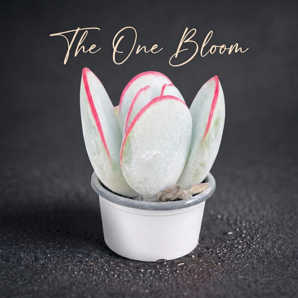 Cotyledon Orbiculata 'Hakubi' Approx. 3–3.5 inches in Diameter