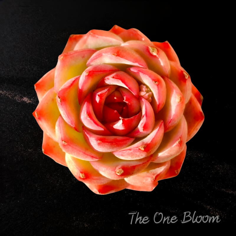 Fully Upgraded Boutique Rare Succulent Plants Live/Echeveria Silhouette 1 Head 3-3.5", Bare Root With Soil Pot Kit/Plants Gifts