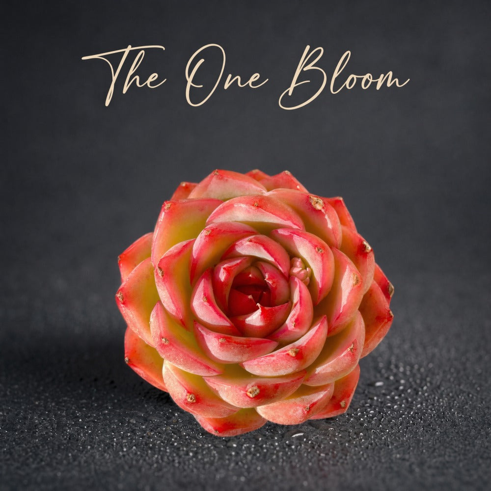 Pet-safe Succulent - Echeveria 'Silhouette' - Classic Rose-shaped Rosette Plant