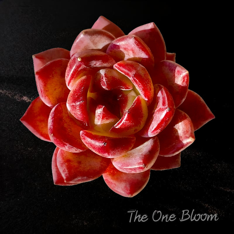 Fully Upgraded Boutique Rare Succulent Plants Live/ Echeveria Daredevil 1 Head 2.5"/Bare Root With Soil Pot Kit/Plants Gifts