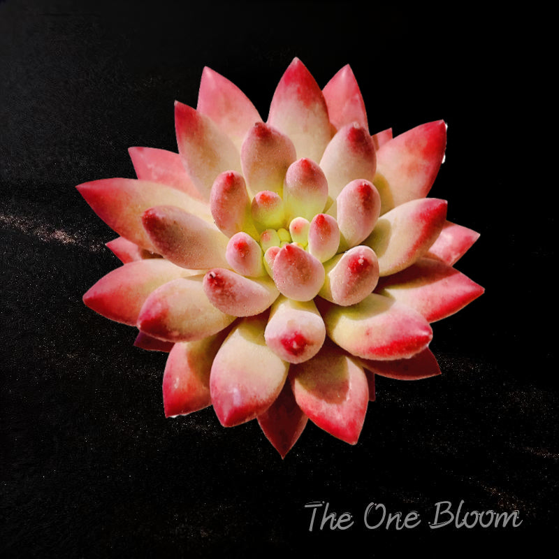 Fully Upgraded Boutique Rare Succulents Plant Live/Echeveria Cherry 1 Head 3-3.5"/Bare Root With Soil Pot Kit/Plants Gifts