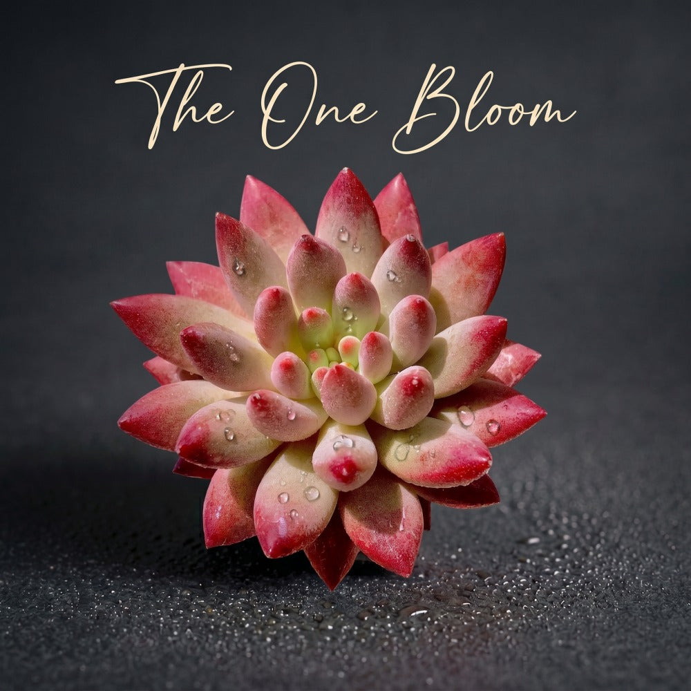 Echeveria 'Cherry' Single-plant Approx. 3–3.5 inches Across