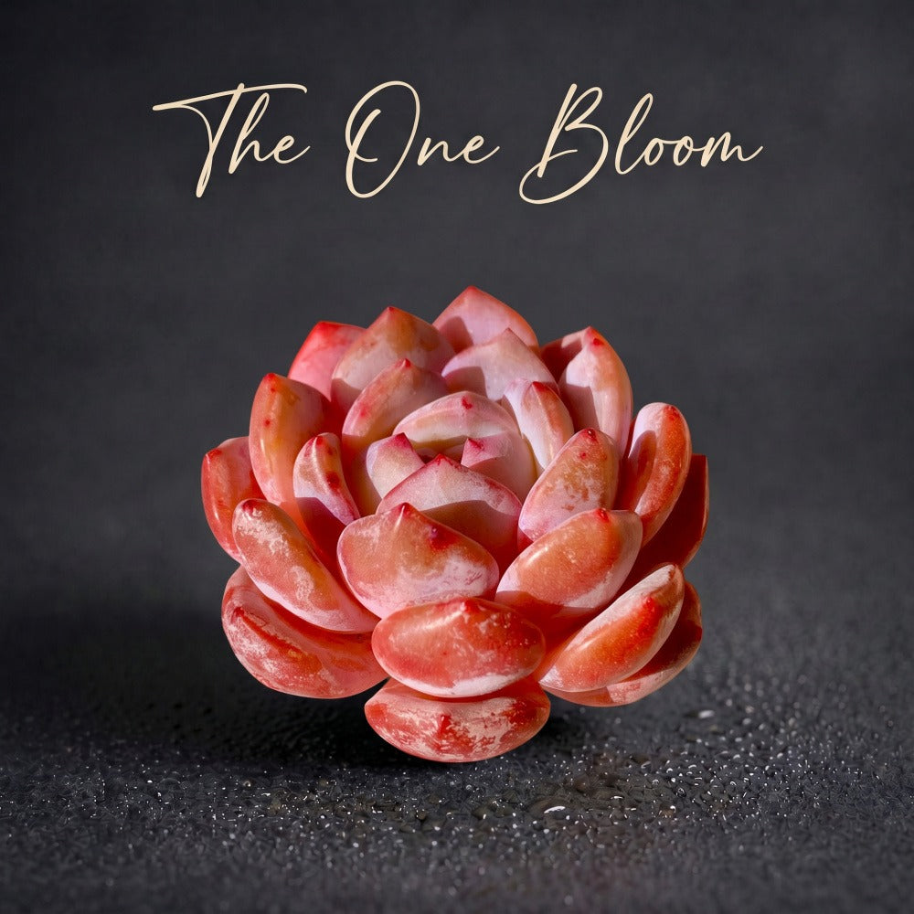 Echeveria 'Orange Monroe' Single-stemmed Live Approx. 3–3.5 inches in Diameter