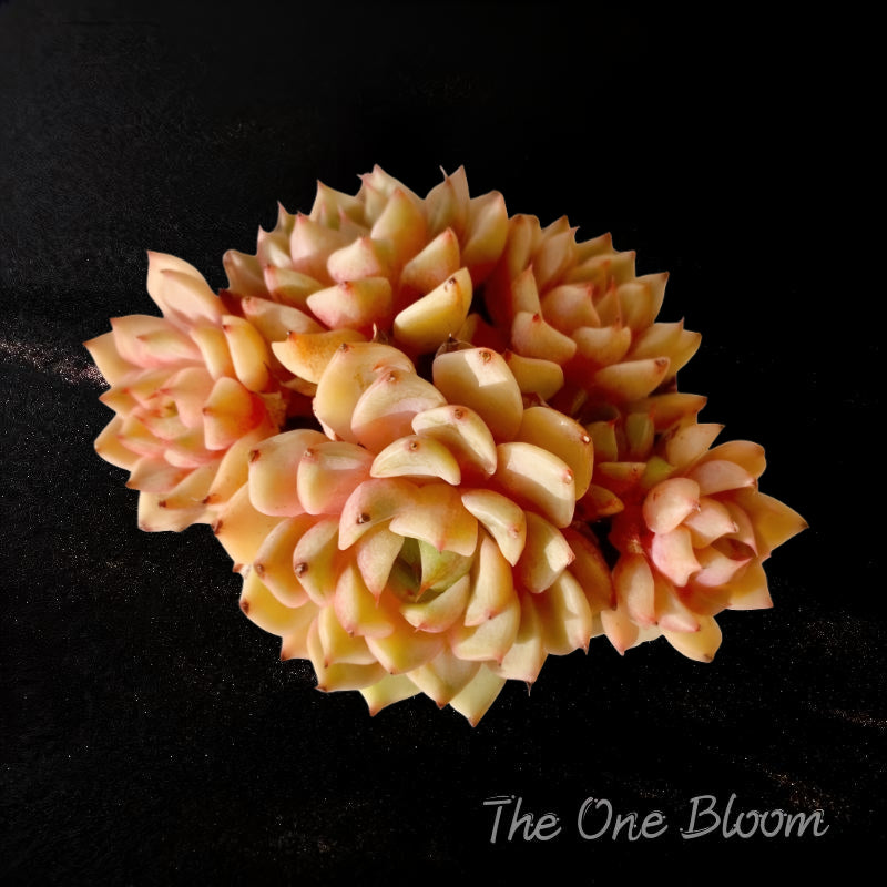 Fully Upgraded Boutique Rare Succulent Plants Live/Echeveria Ben Badis Cluster 3.5", Bare Root With Soil Pot Kit/Plants Gifts