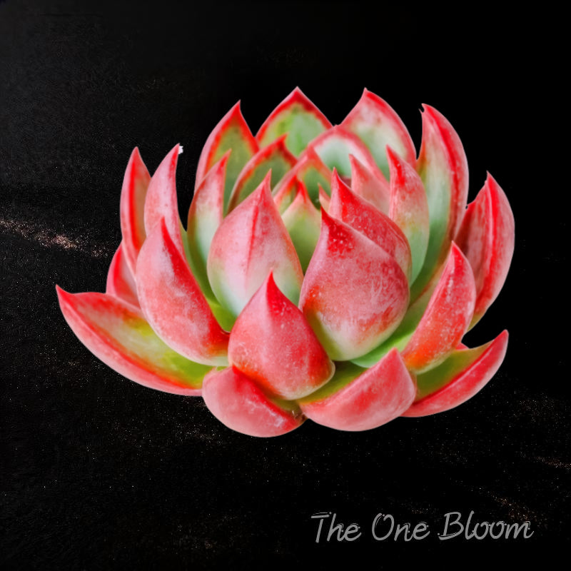 Fully Upgraded Boutique Rare Succulent Plants Live/Echeveria Agavoides Cassius 1 Head 4"/Bare Root With Soil Pot Kit/Plants Gifts