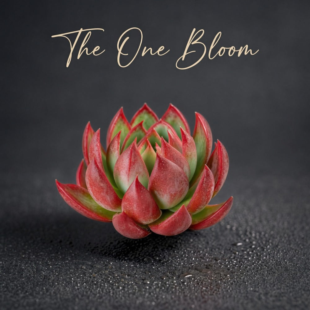 Echeveria Agavoides 'Casio' Variegated Succulent Live Around 4 inches in Diameter