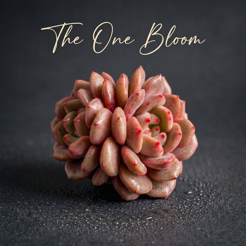 Rare Variety Succulent - Echeveria 'Ariel' - Low Maintenance Excellent for Beginners