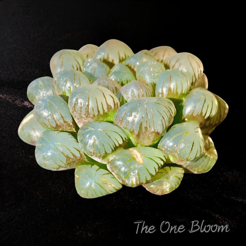 Fully Upgraded Boutique Rare Succulent Plants Live/Haworthia Cooperi Ice Lantern 2.5", Bare Root With Soil Pot Kit/Plants Gift