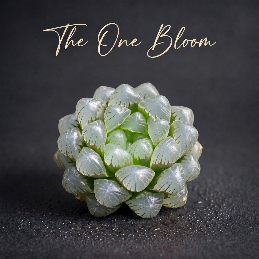 Haworthia 'Cooperi Ice Lantern' Approx. 2.5-3.5 inches Across