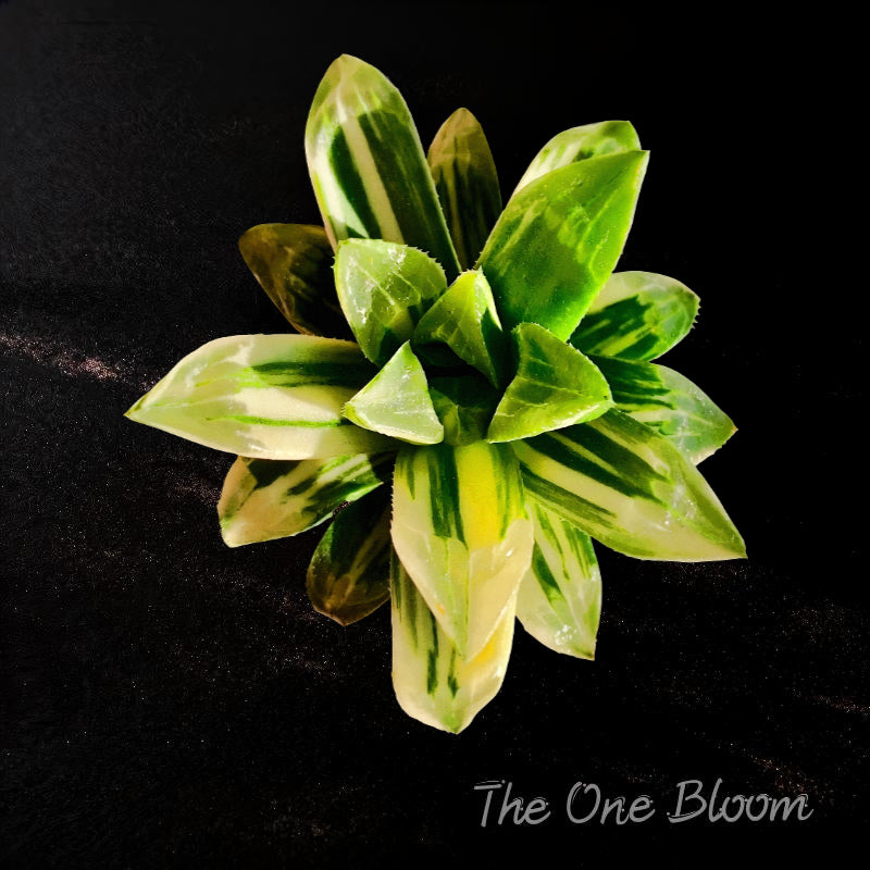 Fully Upgraded Boutique Rare Succulent Plants Live/Haworthia heidelbergensis/Live Plant/Colorful Bare Root With Soil Pot Kit/Plants Gift