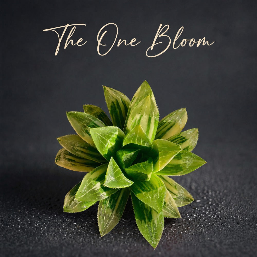 Highly Collectable Succulent - Haworthia Heidelbergensis f. variegata - Each Plant Unique