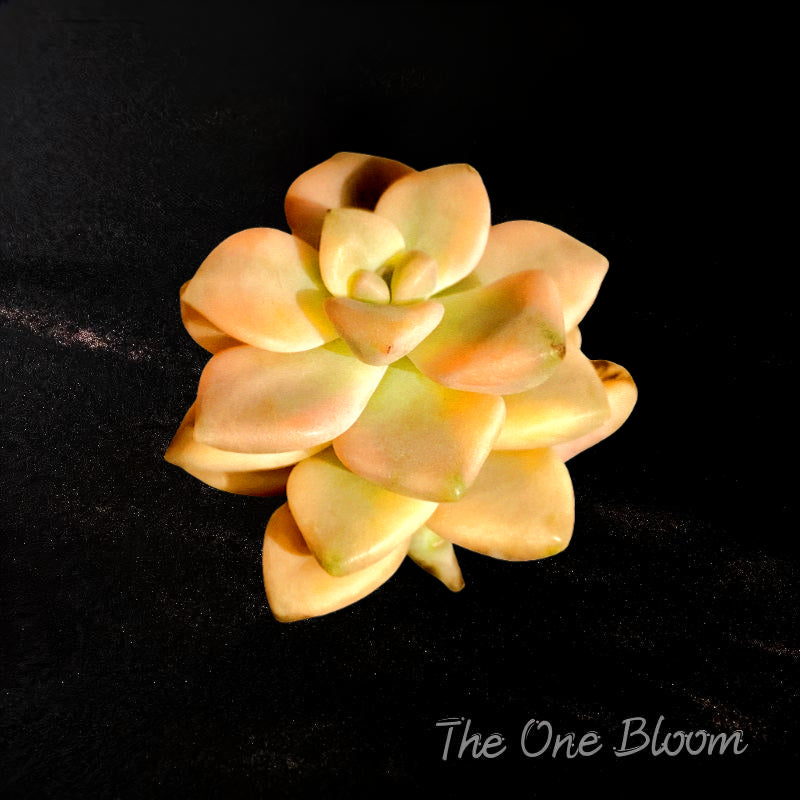 Rare SUCCULENTS/Graptoveria paraguayense bernalense variegatarare /Live Plant, Easy Maintenance, Colorful Imported Succulents for Gifts