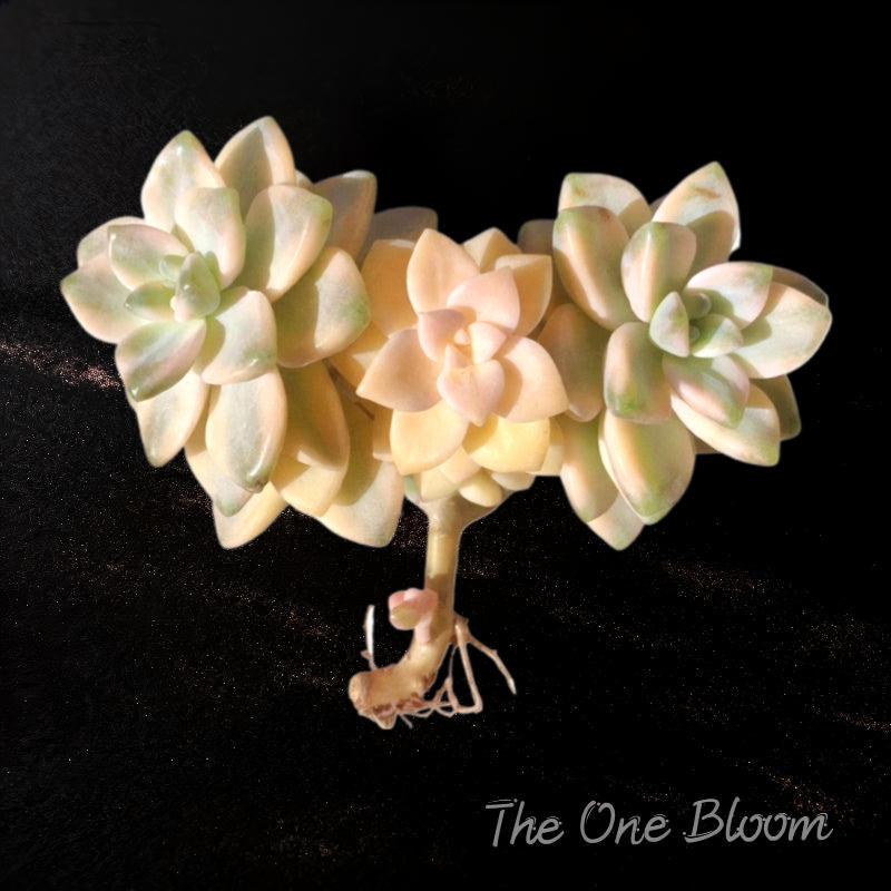 Fully Upgraded Boutique Rare Succulent Plants Live/Graptoveria paraguayense bernalense variegatarare/2-3 heads/, Bare Root With Soil Pot Kit