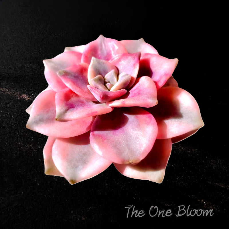 Fully Upgraded Boutique Rare Succulent Plants Live/Graptopetalum Snow White Variegated 2.5", Bare Root With Soil Pot Kit/Plants Gift