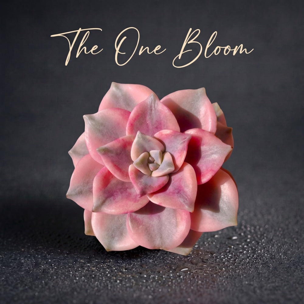 Popular Succulent - Graptoveria 'Debbie' Variegated - As a Beginner-friendly Drought-tolerant Plant