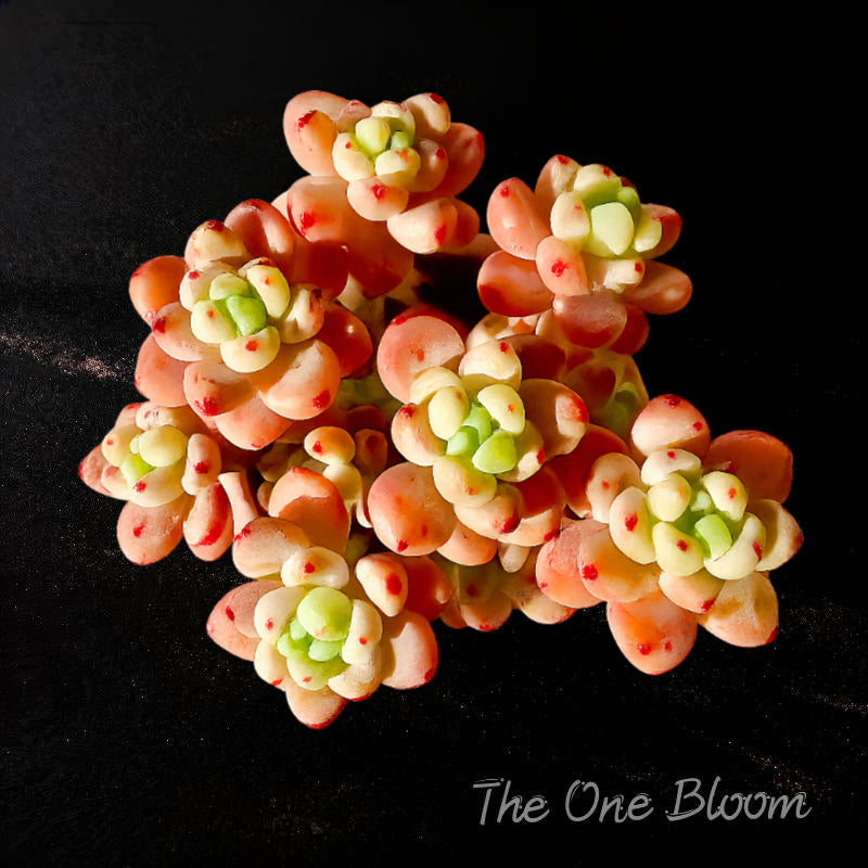 Boutique Rare Succulents/Sedum Clavatum 3.5", Imported Live Succulent Plants/Bare Root Without Soil Pot/Plants Gifts