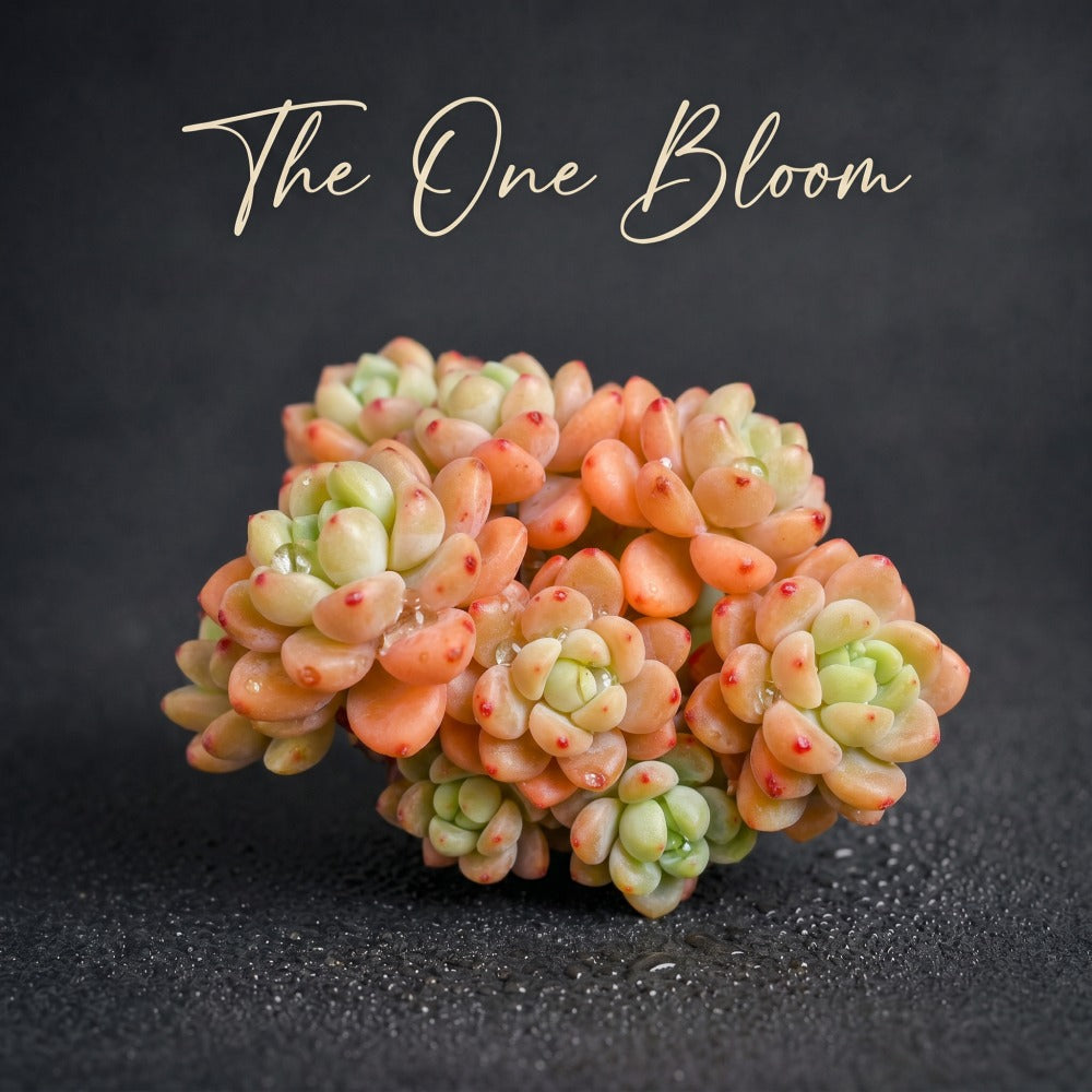 Sedum 'Clavatum' Multi-headed Clump-forming Succulents Approx. 3–3.5 inches Across