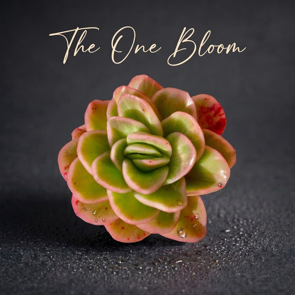 Echeveria 'Ice Rose' Variegated Naturally Approx. 3–3.5 inches in Diameter