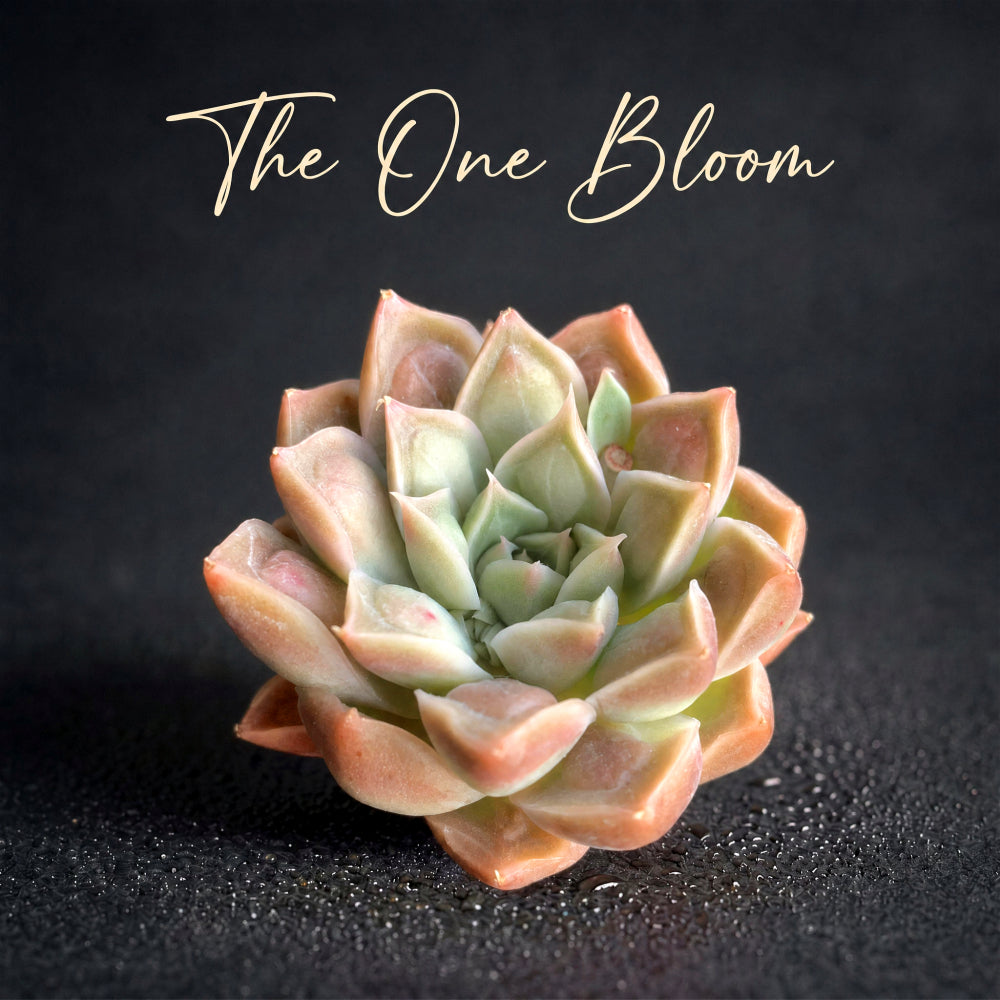 [Father's Day Gift] Rare Succulent Highly Sought-after - Echeveria 'Doctor Strange' - Rewarding Plant Add a Striking "Alien" Look