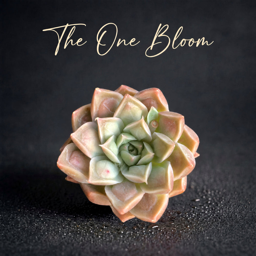Rare Succulent Highly Sought-after - Echeveria 'Doctor Strange' - Rewarding Plant Add a Striking "Alien" Look