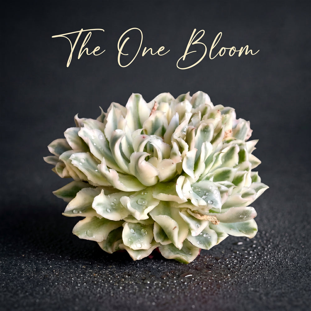 Echeveria 'Purple Butterfly' Variegata Clustered - 4-6 Head Approx. 5"-6" in Diameter