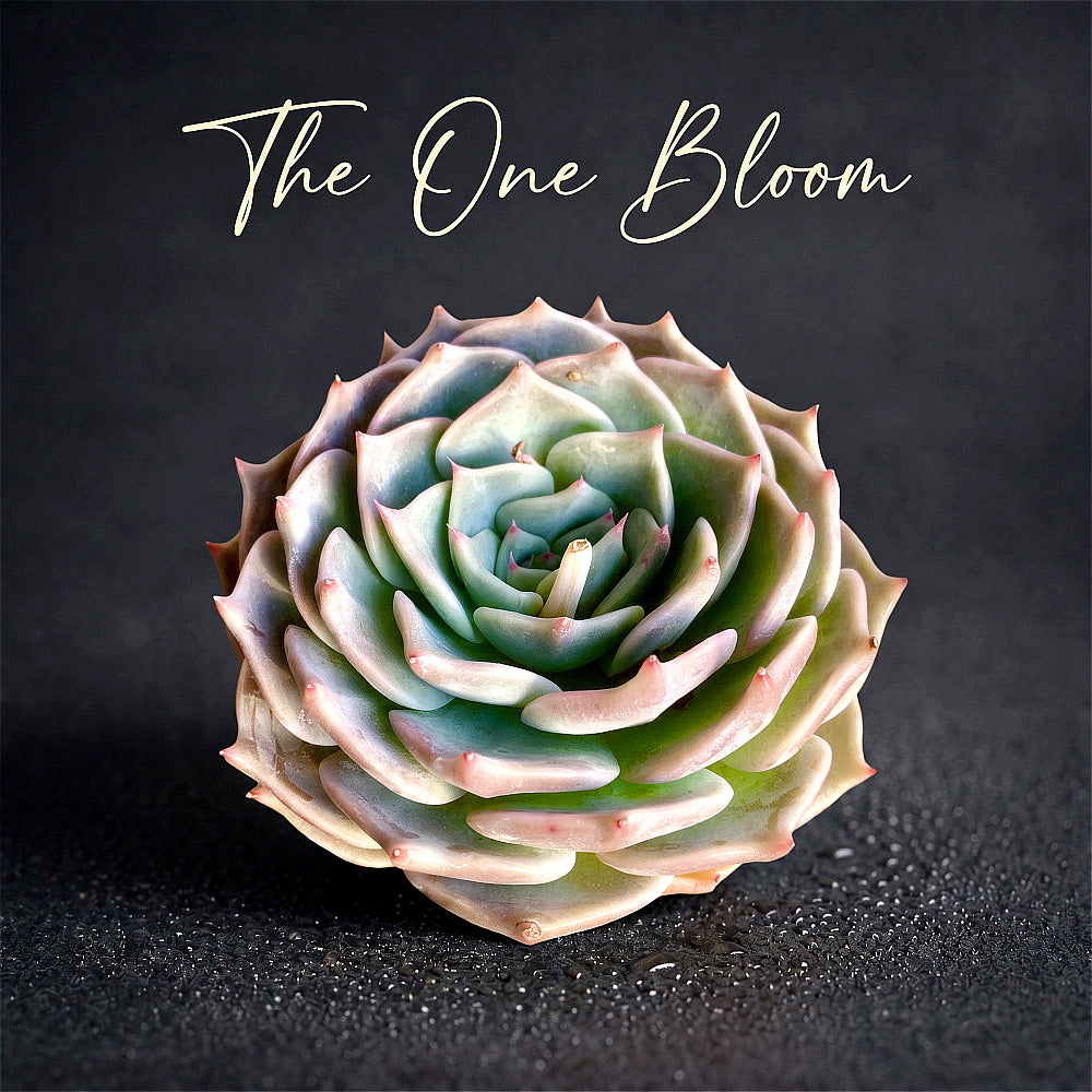 Echeveria 'Cupid' - Single Diameter Approx. 4"