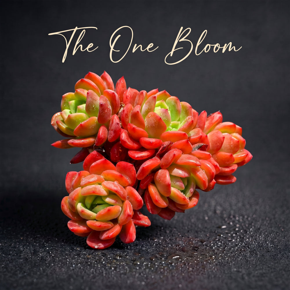 [Father's Day Gift] Rare Vibrant Succulent - Echeveria 'Fanta' - Multi-stemed Dense Cluster of Plants