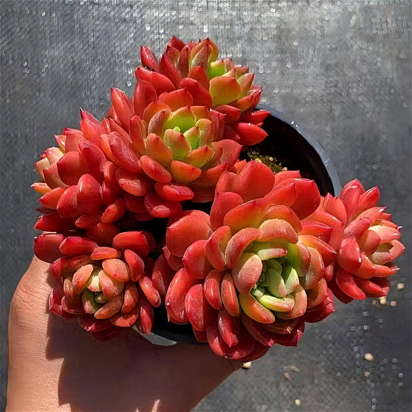 [Father's Day Gift] Rare Vibrant Succulent - Echeveria 'Fanta' - Multi-stemed Dense Cluster of Plants
