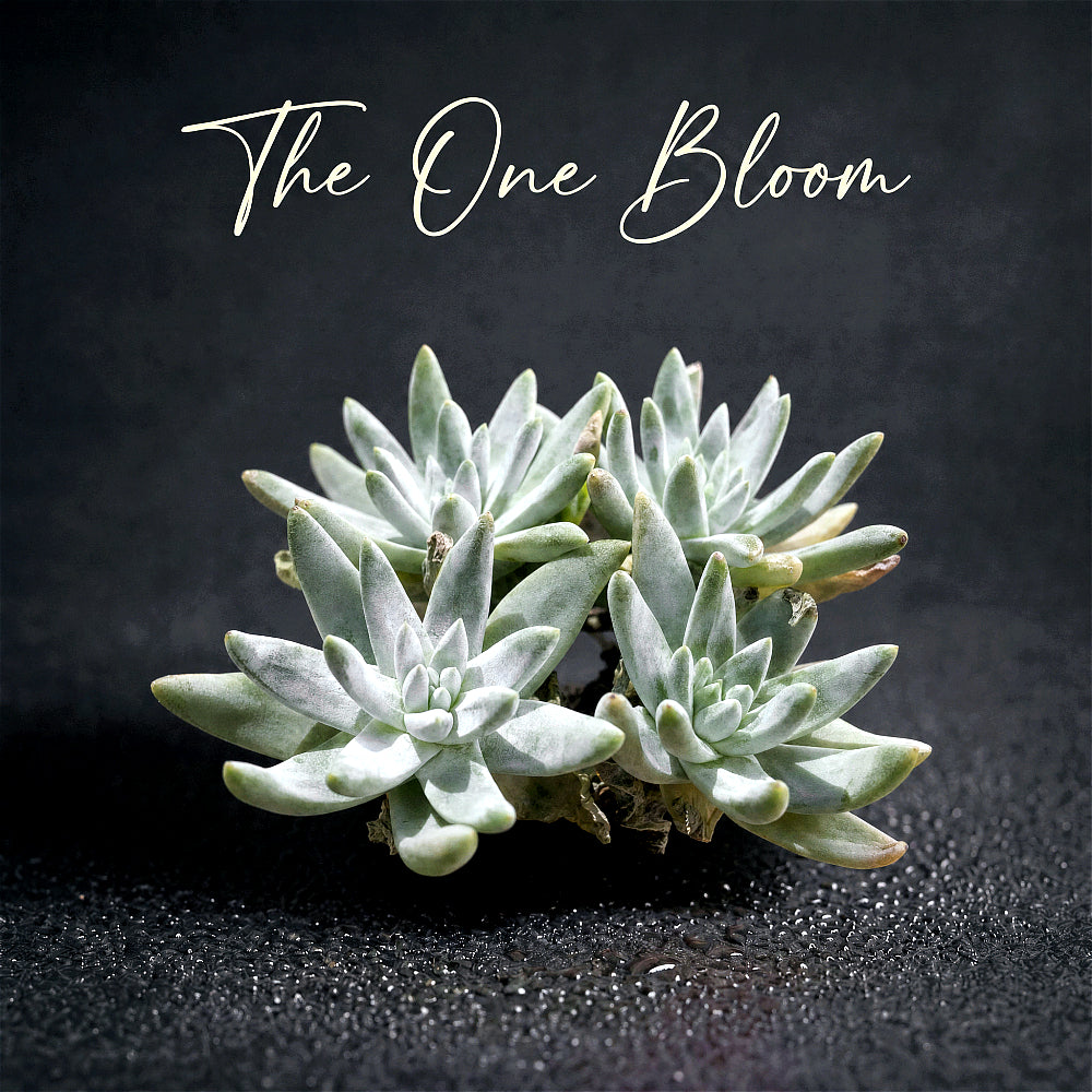 Dudleya gnoma S.W.McCabe - Single Diameter Approx. 2"-2.5"