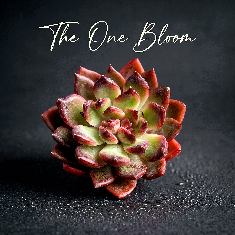 Echeveria ‘SHUTING' - Single Diameter Approx. 2"-2.5"