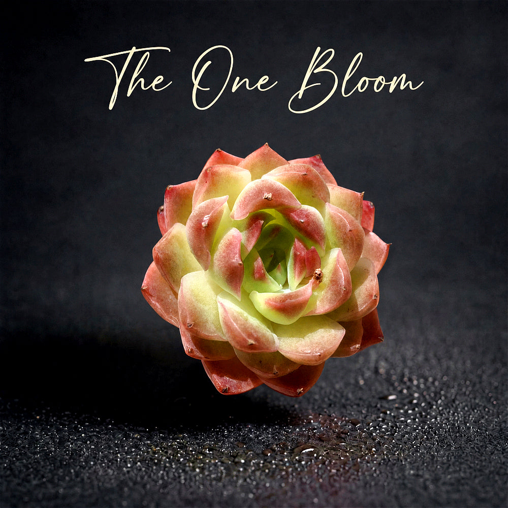 Echeveria 'Dreamlike Nebula' - Single Diameter Approx. 2"-2.5"