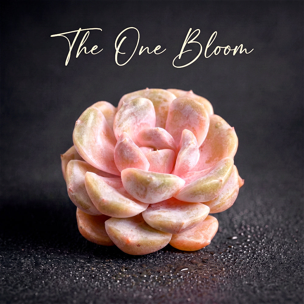 Echeveria 'Teddy Bear Burger' - Single Diameter Approx. 2"-2.5"
