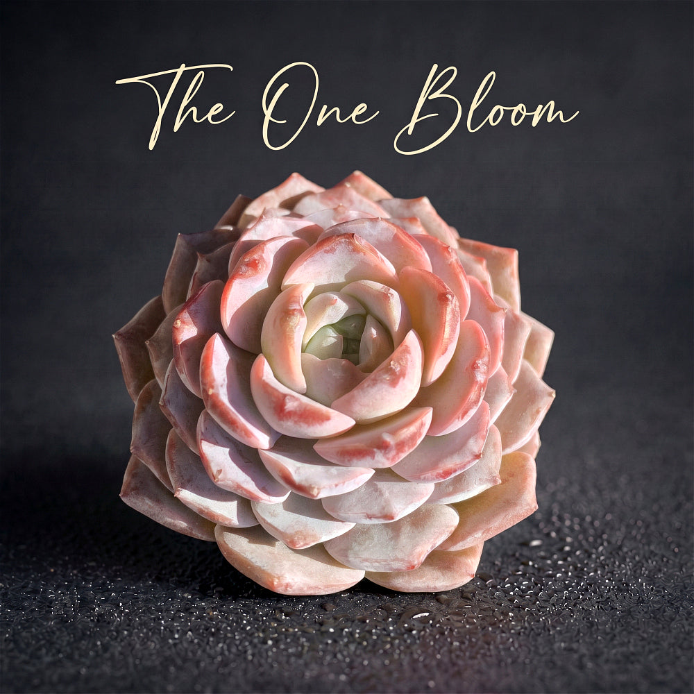 Premium Succulents - Echeveria 'Grace' - Boutique Plants Gifts - 2"-2.5" in Diameter Established Plant