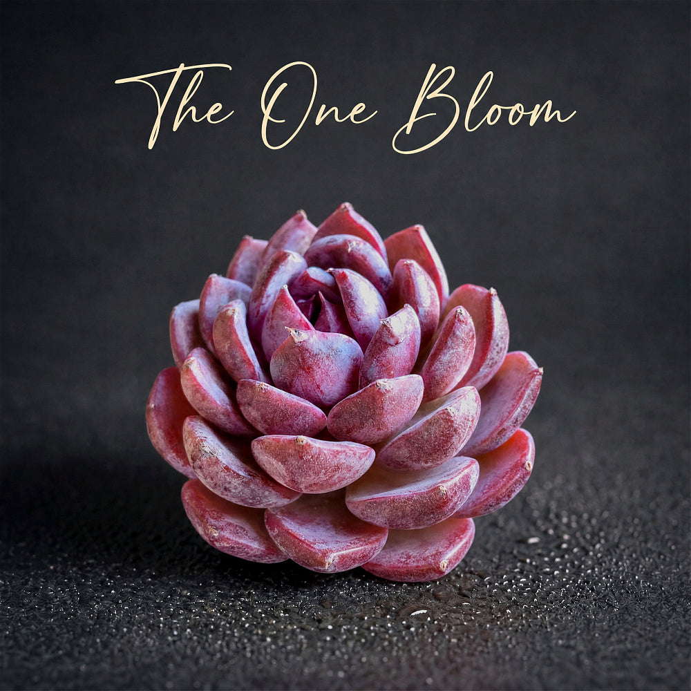 【Father's Day Gift】Echeveria ‘Blueberry’ Fresh Live Succulent Plant – Purple Rosette, 2-2.5 Inch, Stunning Color for Indoor Décor, Easy Care, Perfect Gift for Succulent Lovers, DIY Arrangement