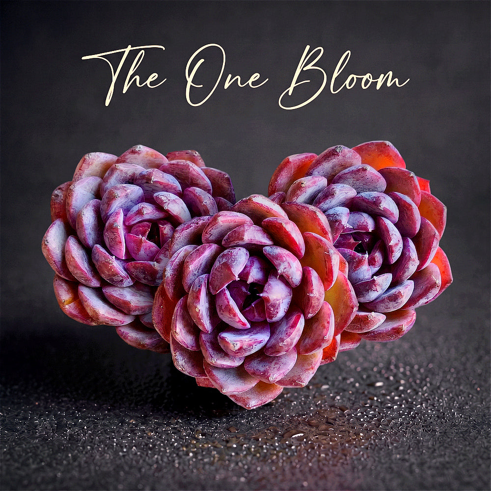 Echeveria ‘Blueberry’ Fresh Live Succulent Plant – Purple Rosette, 2-2.5 Inch, Stunning Color for Indoor Décor, Easy Care, Perfect Gift for Succulent Lovers, DIY Arrangement