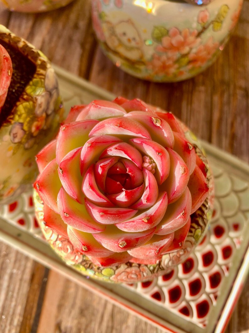 c887dab2-c412-4ea2-b761-333d65f750bb