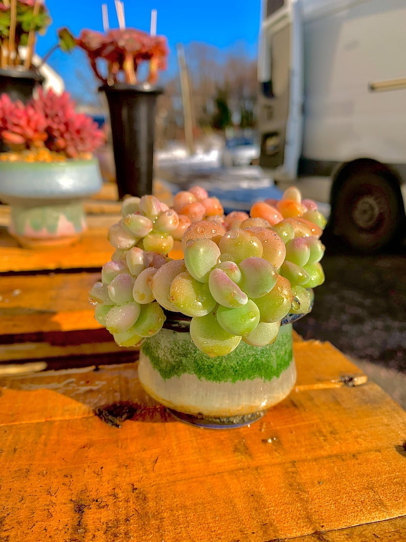 88ec128d-421a-4827-8ab1-6cf1cc268615