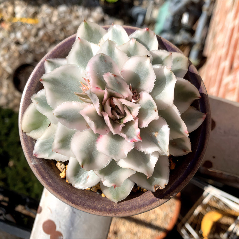 7eebf277-3124-460e-85e5-4e2b794953ea