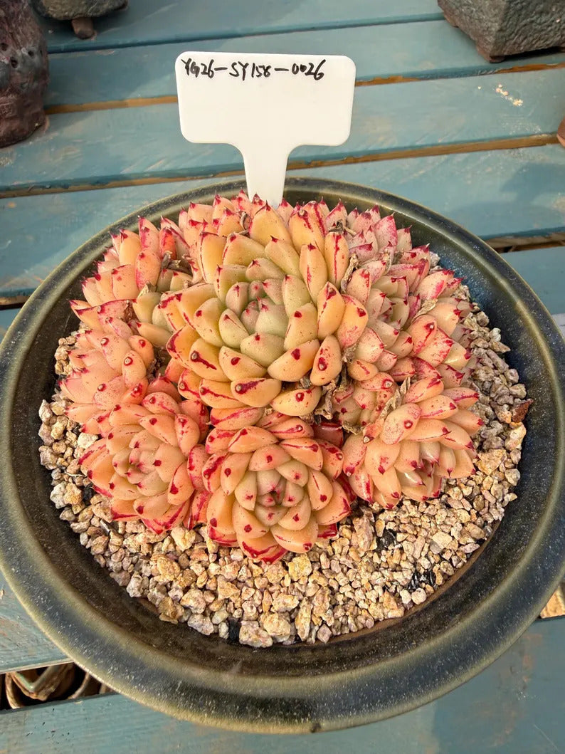 3dfc06fc-b312-4928-89cd-2cf44c208599