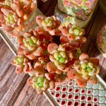 1998b86e-04e3-418d-a423-6d3929db10f0