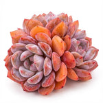 346df1c6-85fa-4f94-ac53-77d68d3b8c66