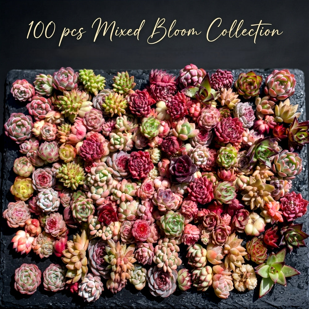 100 Rare Succulents – Boutique Small Mix | Live Plants 0.8"–2" | Perfect for Garden, Gifts & DIY