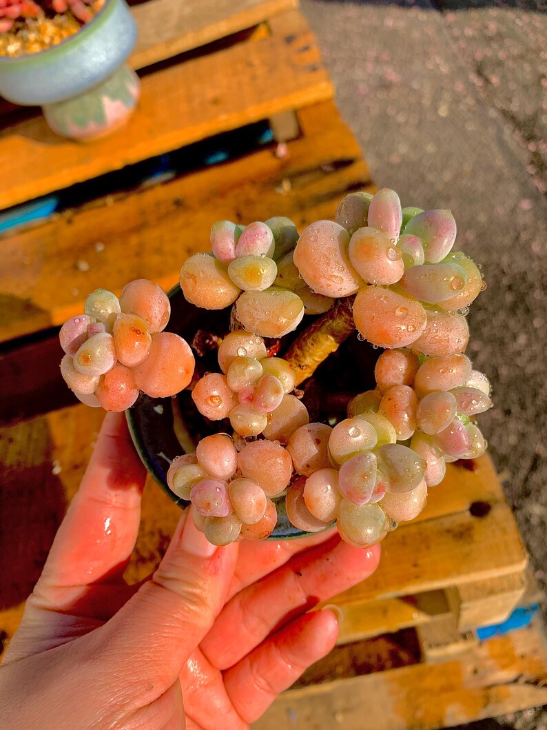 7e97e848-61b3-4ea0-b684-d6caae04da1c