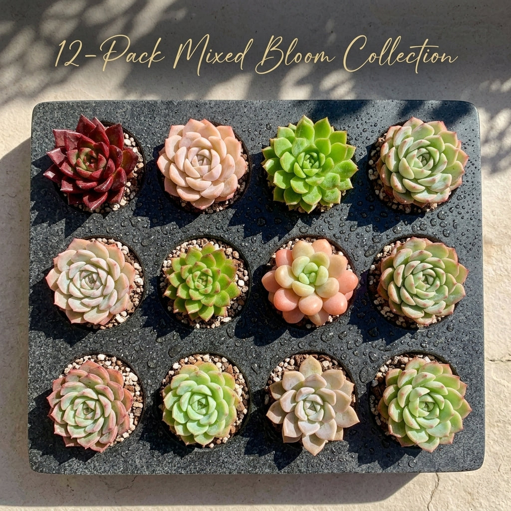 Large 6-Pack/12-Pack Premium Assorted Succulents - 2"-3" in Diameter Mix Plants Random Succulent