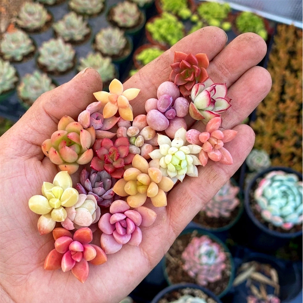 Beginner's Trial 12 Pack Tiny Succulent Babies - Assorted Varieties Live Colorful Plant for DIY & Gifting