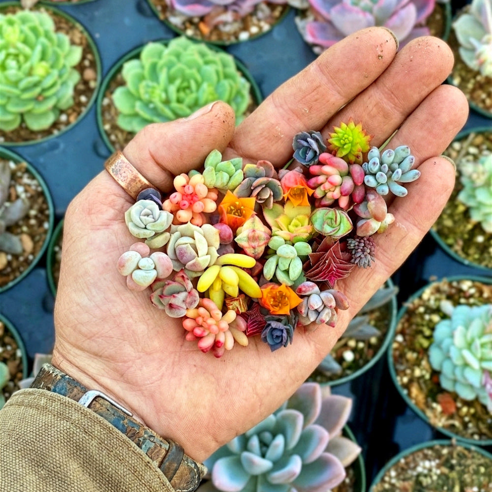 Beginner's Trial 12 Pack Tiny Succulent Babies - Assorted Varieties Live Colorful Plant for DIY & Gifting