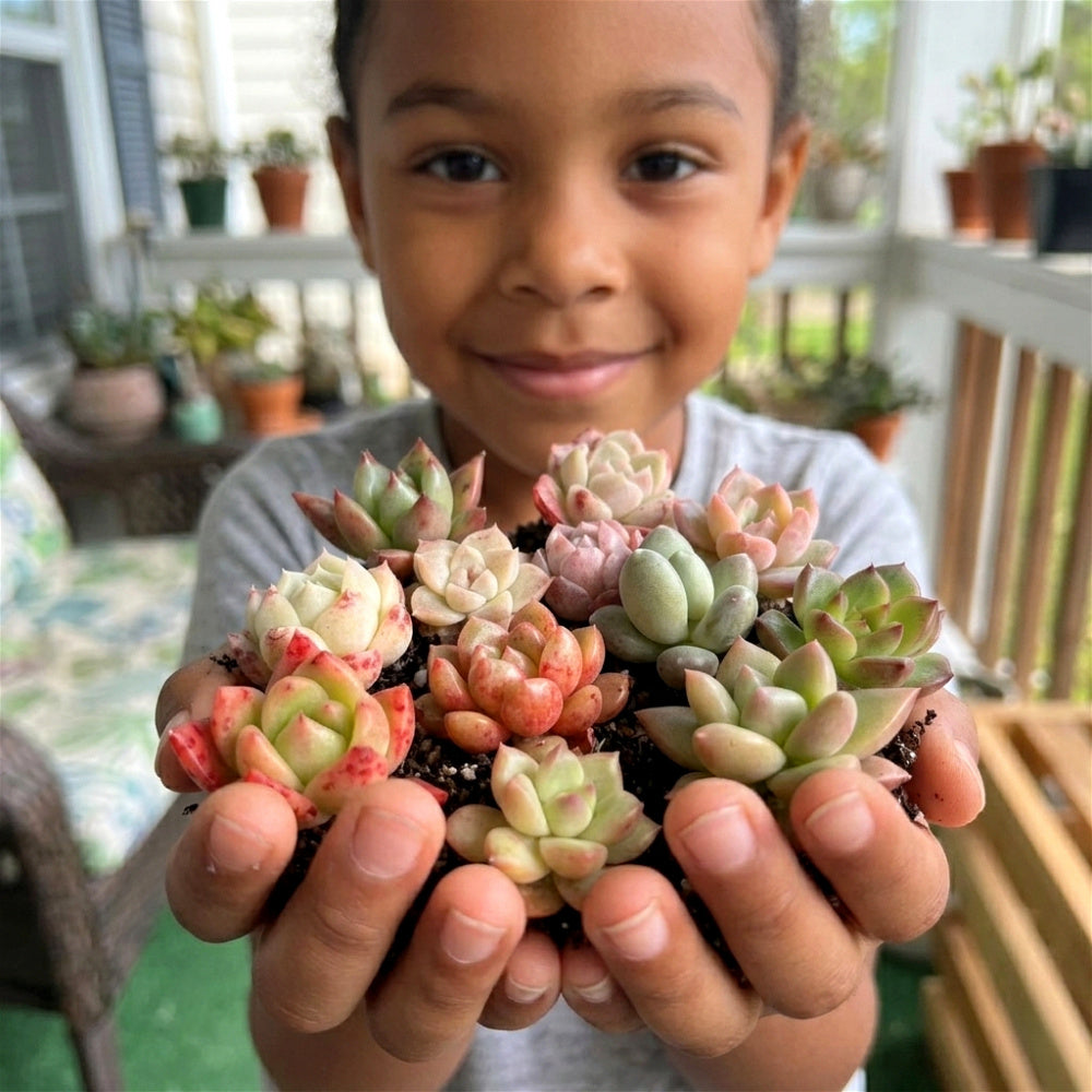 100-PCS/Set Beginner's Trial Tiny Succulent Babies - Mix DIY Assorted Rare Succulents - Live Colorful Plants for DIY & Gifts