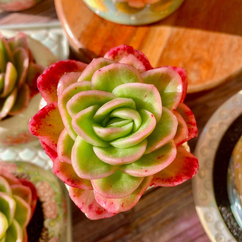 9dffc93c-75d3-4e50-ac3e-f29fb92e560a